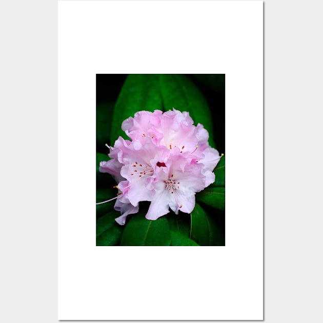 Rhododendron Wall Art by BonniePhantasm